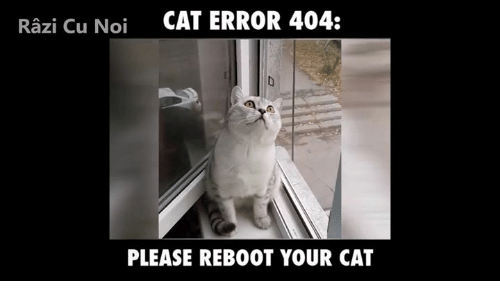 a 'can has cheezburger' style meme that has a picture of a cat in the corner formed by a glass door and a screen door that is half-open staring up above the camera. Above the cat is the caption 'Cat Error 404:' and below the cat is the caption 'Please reboot your cat'.