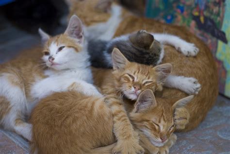 a group of kittens all laying together in a pile. One of them looks sleepily up at the camera.